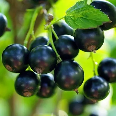 Смородина чёрная ВЕЛОЙ (ЛЕНИНГРАДСКАЯ СЛАДКАЯ) в Воронеже