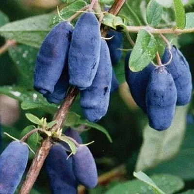 Жимолость съедобная ЛАЗУРНАЯ в Воронеже