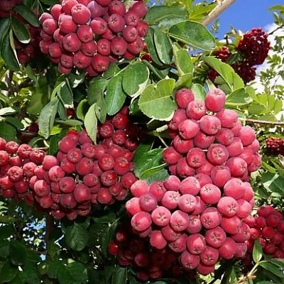 Рябина ГРАНАТНАЯ сладкоплодная  Рябина ГРАНАТНАЯ сладкоплодная в Воронеже