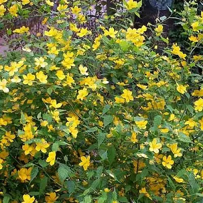 Керрия японская ГОЛДЕН ГИНЕЯ  Керрия японская ГОЛДЕН ГИНЕЯ в Воронеже