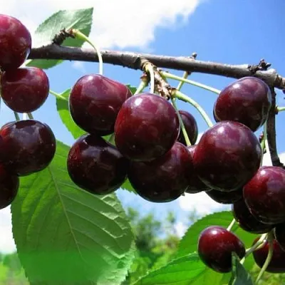 Дюк ЧУДО-ВИШНЯ в Воронеже