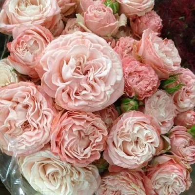 Саженцы роз МАДАМ БОМБАСТИК спрей  Саженцы роз МАДАМ БОМБАСТИК спрей в Воронеже