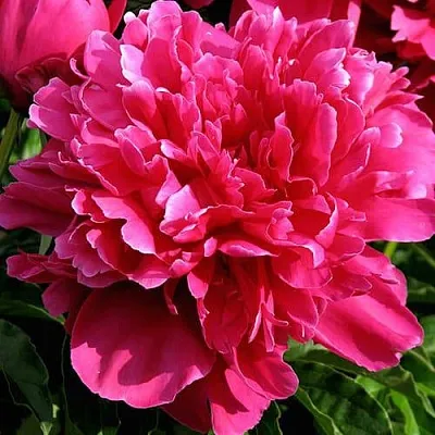 Пион ВИКТУАР ДЕ ЛА МАРН травянистый  Пион ВИКТУАР ДЕ ЛА МАРН травянистый в Воронеже