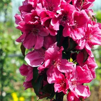 Яблоня МАЛИНОВОЕ ОЖЕРЕЛЬЕ колонновидная  Яблоня МАЛИНОВОЕ ОЖЕРЕЛЬЕ колонновидная в Воронеже