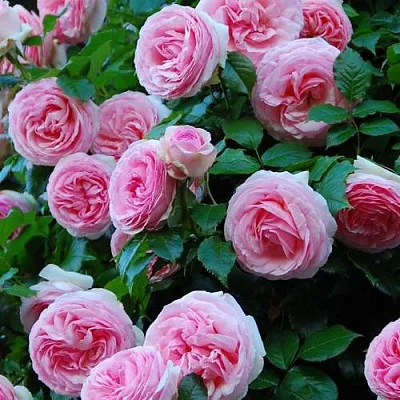 Саженцы роз ПЬЕР ДЕ РОНСАР плетистая  Саженцы роз ПЬЕР ДЕ РОНСАР плетистая в Воронеже