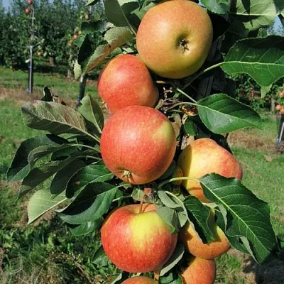 Яблоня ВОСТОРГ колонновидная  Яблоня ВОСТОРГ колонновидная в Воронеже