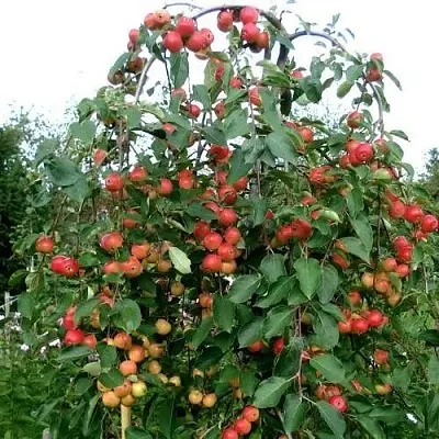 Яблоня ХЮВИНГИЕНЗИС декоративная в Воронеже