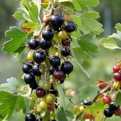 Смородина золотистая ПЛОТНОМЯСАЯ в Воронеже