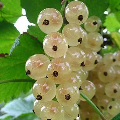 Смородина белая ЮТЕРБОРГСКАЯ в Воронеже