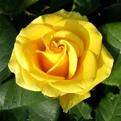 Саженцы роз ПАПИЛОН чайно-гибридная  Саженцы роз ПАПИЛОН чайно-гибридная в Воронеже