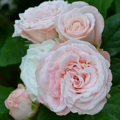 Саженцы роз БОМБАСТИК спрей в Воронеже