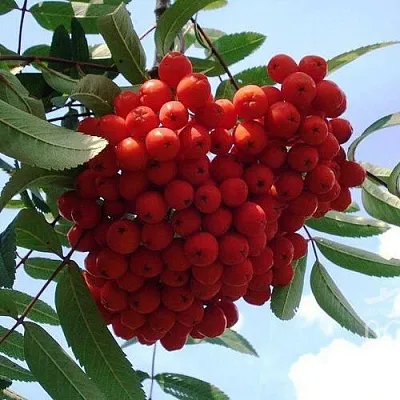 Рябина САХАРНАЯ ПЕТРОВА сладкоплодная  Рябина САХАРНАЯ ПЕТРОВА сладкоплодная в Воронеже