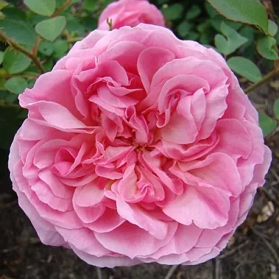 Саженцы роз ХАЙДИ ХОЛЛ английская  Саженцы роз ХАЙДИ ХОЛЛ английская в Воронеже