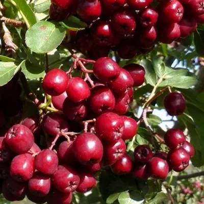 Рябина ГРАНАТНАЯ сладкоплодная в Воронеже