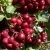 Рябина ГРАНАТНАЯ сладкоплодная в Воронеже