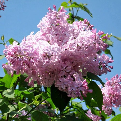 Сирень БУФФОН в Воронеже