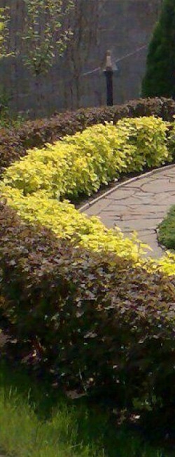 пузиреплодник в саду.jpg