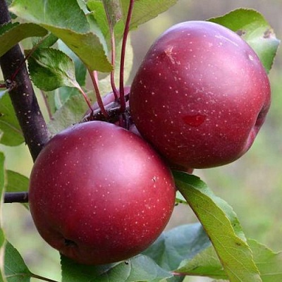 Яблоня красномясая в Воронеже