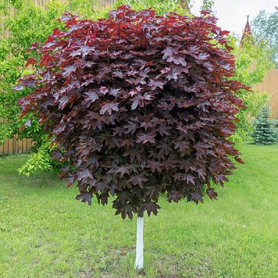 Клен красный в Воронеже