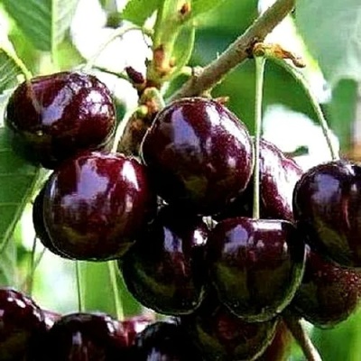 Черешня ДОНЕЦКИЙ УГОЛЁК в Воронеже