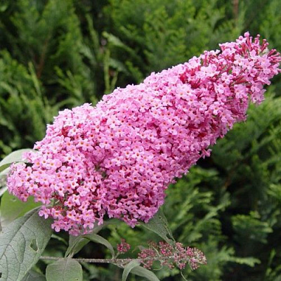 Буддлея давида ПИНК ДЕЛАЙТ в Воронеже