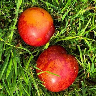 Шарафуга НЕКТАРИННАЯ в Воронеже