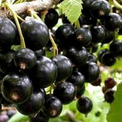 Смородина черная ОРЛОВСКИЙ ВАЛЬС в Воронеже