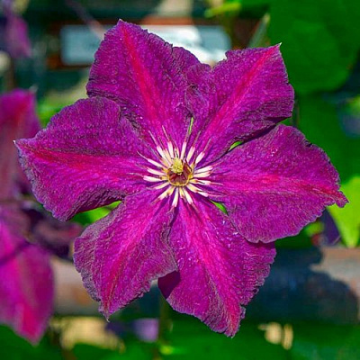 Клематис ГРЮНВАЛЬД в Воронеже