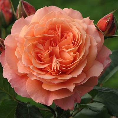 Роза шраб в Воронеже