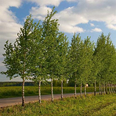 Береза обыкновенная в Воронеже