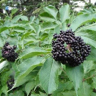 Бузина черная КЛАДЗЕЗЬ в Воронеже