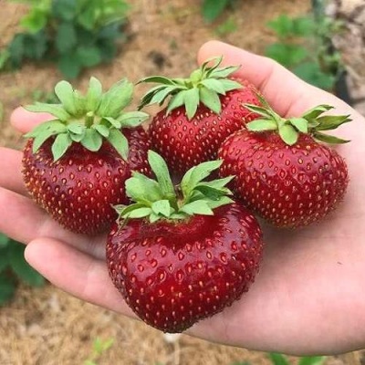 Клубника МАЛЬВИНА в Воронеже