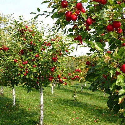 Плодовые деревья в Воронеже