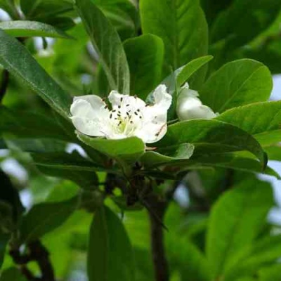 МУШМУЛА  в Воронеже