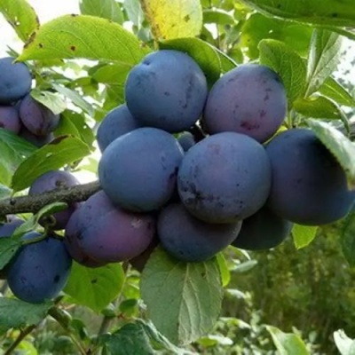 Слива КРОМАНЬ в Воронеже