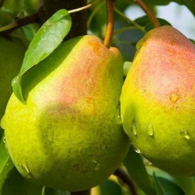 Груша ФЛЕЙТА в Воронеже