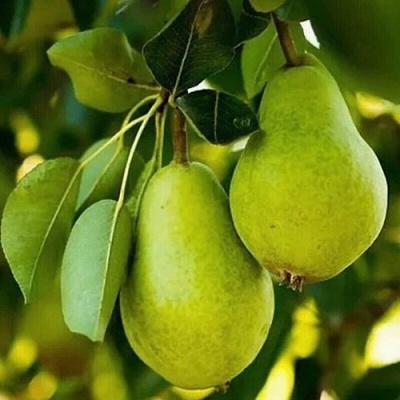 Груша СЕВЕРЯНКА колонновидная в Воронеже