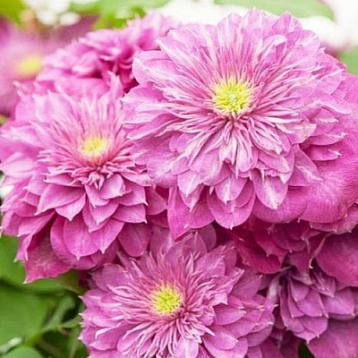 Клематис КАЙЗЕР в Воронеже