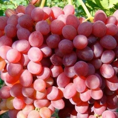 Виноград КИШМИШ КРАСНЫЙ в Воронеже