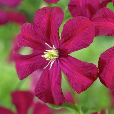 Клематис МАДАМ ДЖУЛИЯ КОРРЕВОН в Воронеже