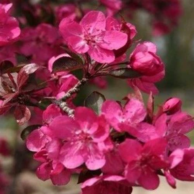 Яблоня РЕД КЕТТИ в Воронеже