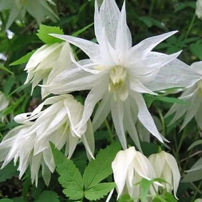 Княжик АЛЬБИНА ПЛЕНА белый махровый в Воронеже