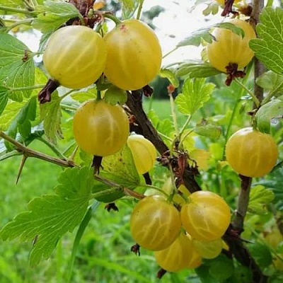 Крыжовник АЛТАЙСКИЙ в Воронеже