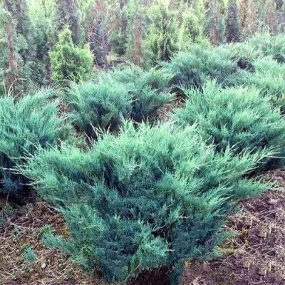 Можжевельник БЛЮ ДАНУБ казацкий в Воронеже