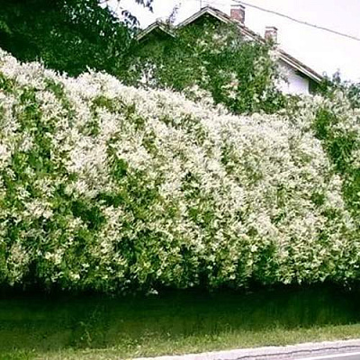 Фаллопия в Воронеже