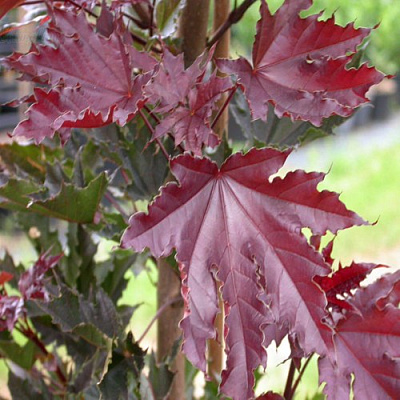 Клен КРИМСОН СЕНТРИ остролистный в Воронеже