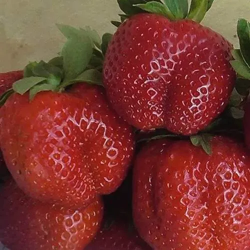 Клубника ДЕСТЕНИ в Воронеже