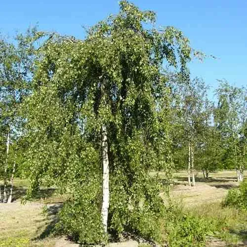Береза повислая в Воронеже