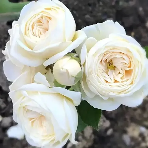 Роза АРТЕМИС шраб в Воронеже